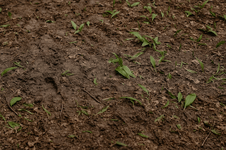 Featured image for “Die Gewalt der guten Absicht”